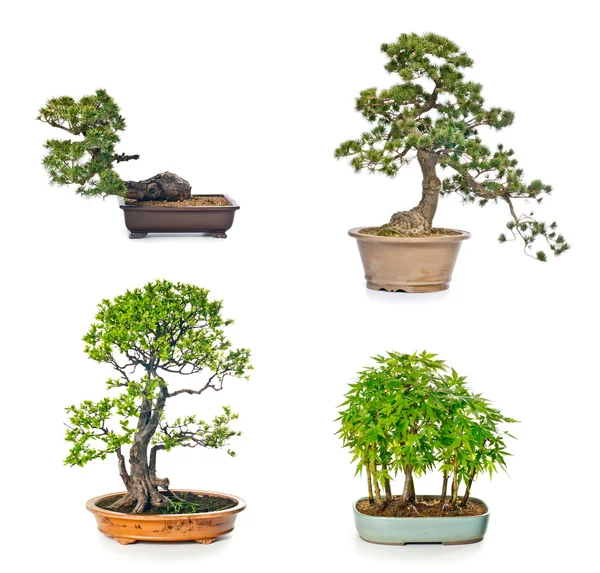 Albero di Bonsai — Foto Stock