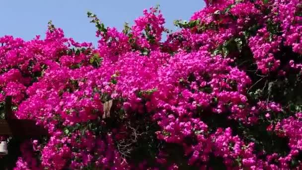 Bougainvillea — Stockvideo