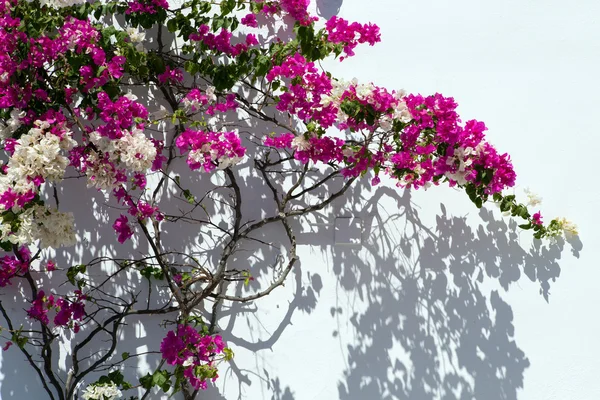 Bougainvillea against a white wall. — Stock Photo, Image