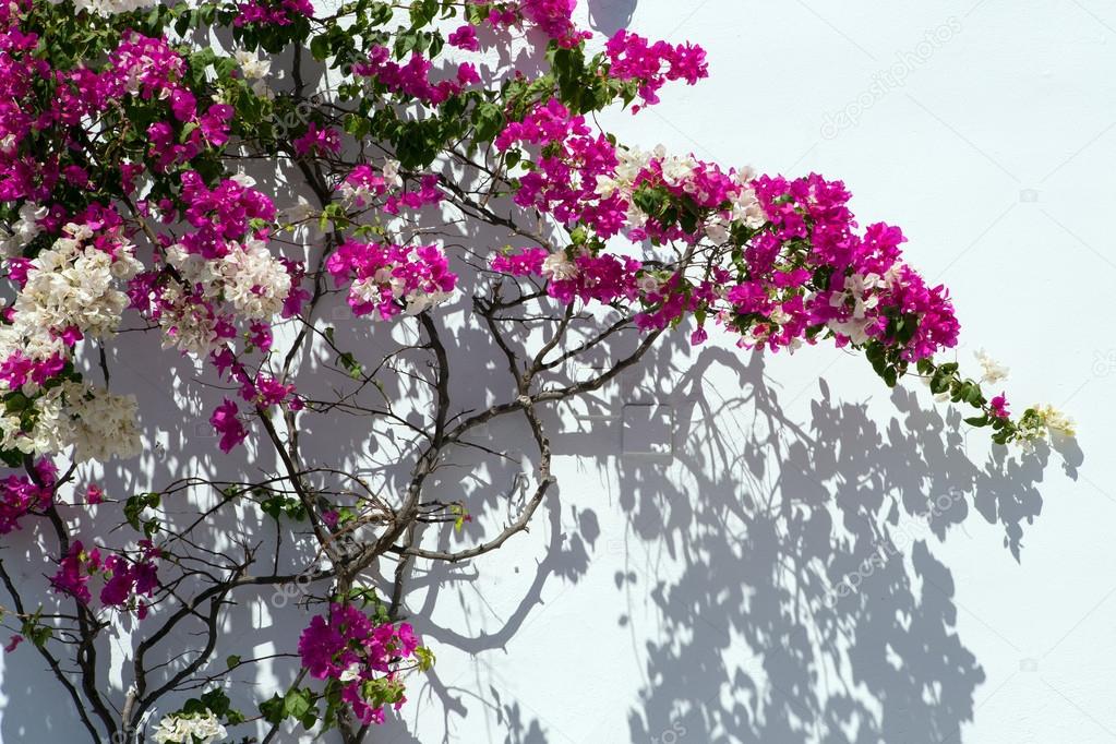 Bougainvillea against a white wall.