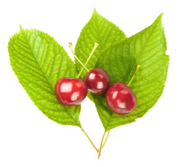 kiraz yaprakları ile