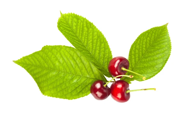 Cherries with leafs — Stock Photo, Image