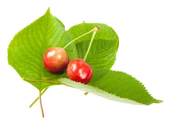 Cherries with leafs — Stock Photo, Image