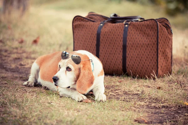 Hund med solglasögon och gamla gammaldags resväska — Stockfoto