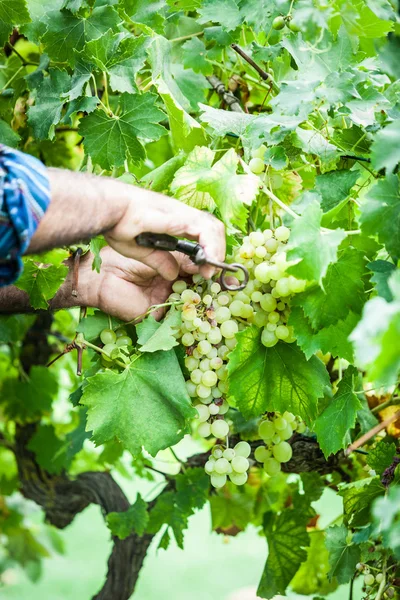 Homem adulto colhendo uvas na vinha — Fotografia de Stock