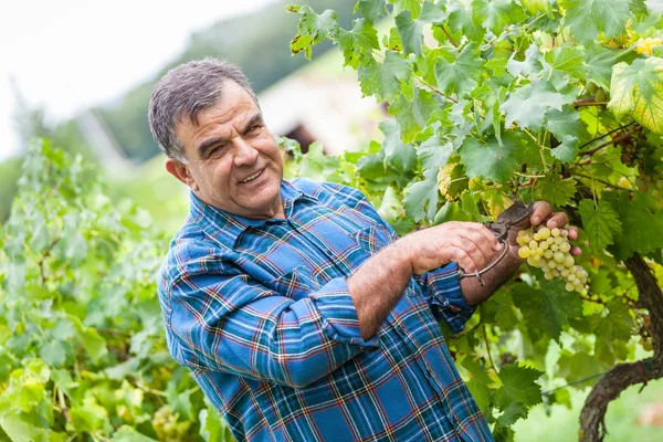 Homme adulte Récolte du raisin dans le vignoble — Photo