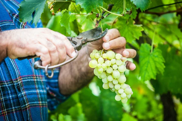 Adult Man Harvesting Grapes in the Vineyard — Stock Photo, Image