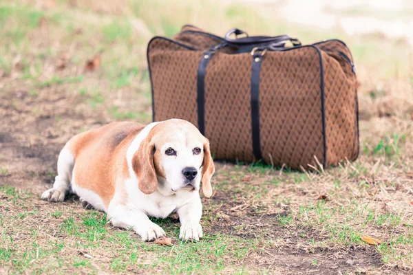 Eski bir bavul yanında köpek — Stok fotoğraf