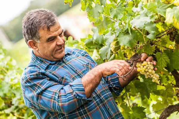 Hombre adulto cosechando uvas en el viñedo — Foto de Stock