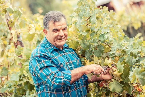 Hombre adulto cosechando uvas en el viñedo — Foto de Stock