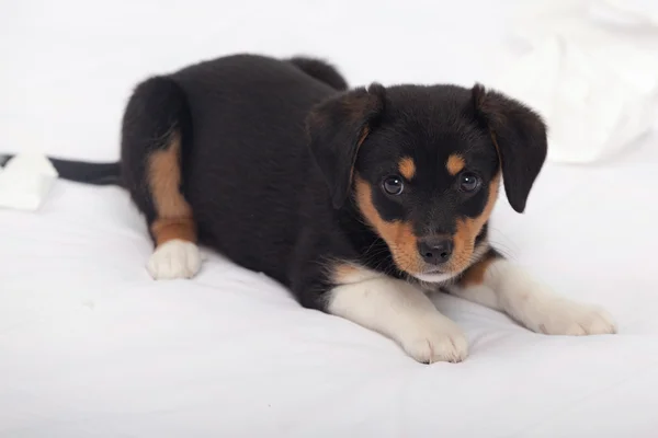 ベッドの上の小さな犬 — ストック写真