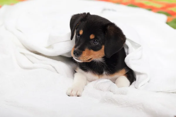 Kleiner Hund auf dem Bett — Stockfoto