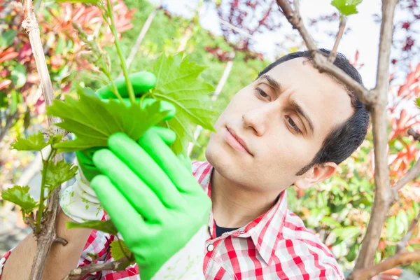 Jardinero en el trabajo — Foto de Stock