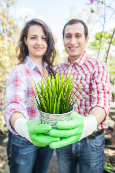Tuinders houden van kleine plant op kwekerij — Stockfoto