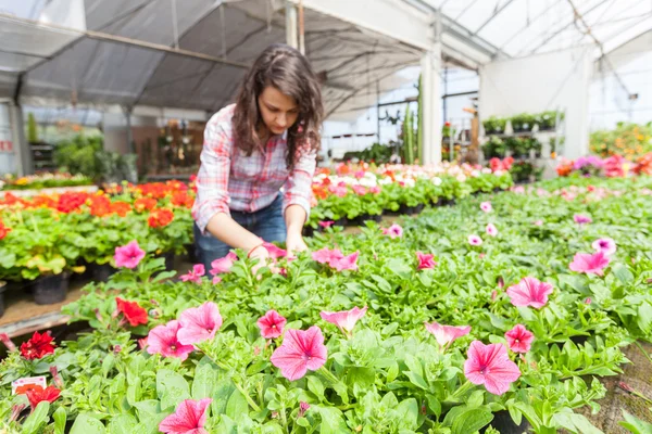 Jardineira Feminina Trabalhando no berçário — Fotografia de Stock