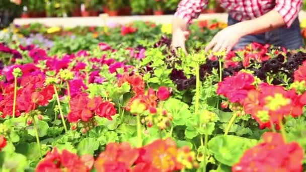 Jardineros en Nursery — Vídeo de stock