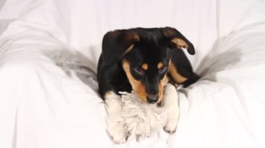 Beyaz üzerinde oynayan küçük köpek