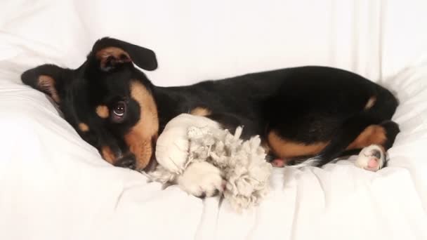 Pequeño perro jugando en blanco — Vídeo de stock