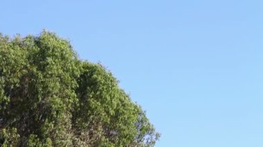 Yeşil ağaç ve mavi gökyüzü