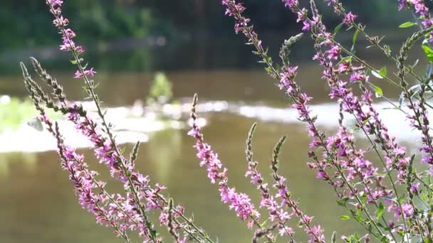 Agua que fluye en el río — Vídeos de Stock