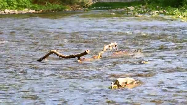 Поток воды в реке — стоковое видео