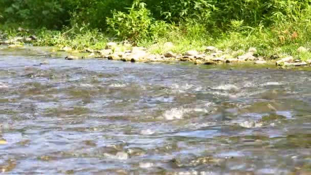 Strömmande vatten i floden — Stockvideo