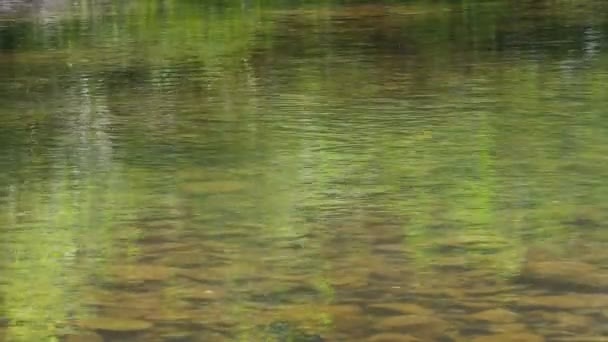 L'eau qui coule dans la rivière — Video