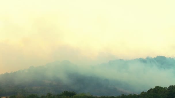 Fumée d'un feu de forêt — Stockvideo