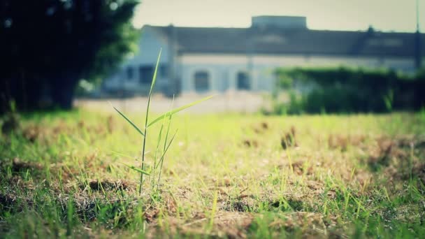 Natural Scene — Stock Video