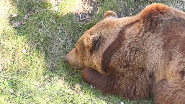 Ours sur herbe 