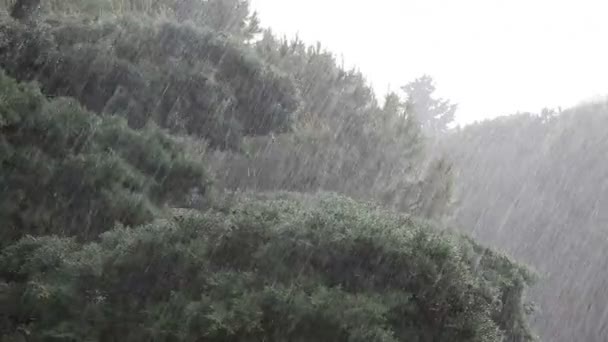 大雨 — 图库视频影像