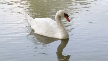 Beyaz Kuğu