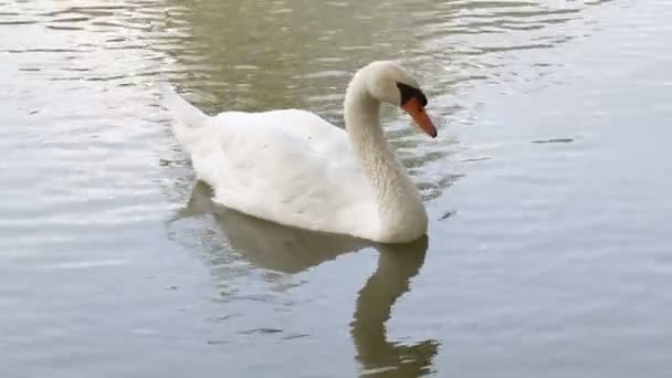 Белый лебедь — стоковое видео