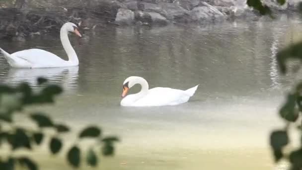 Cisnes e patos — Vídeo de Stock