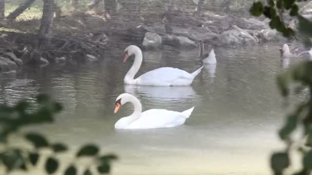 Cygne avec des canards au lac 
