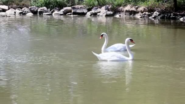 Swans at Lake — Stock Video