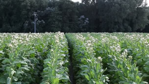 Filas de campo de tabaco — Vídeo de stock