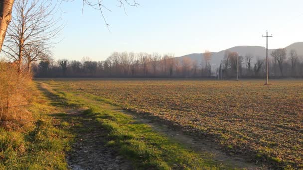 Mann im Feld schaut geradeaus — Stockvideo