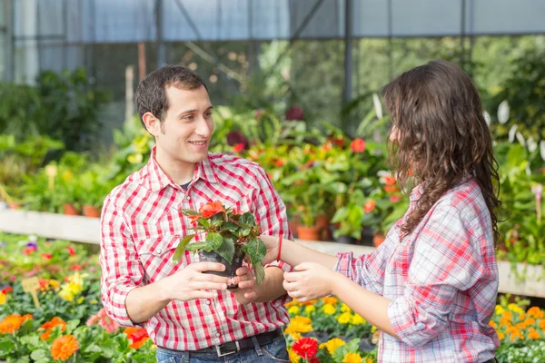 Junggärtner arbeiten in Gärtnerei — Stockfoto