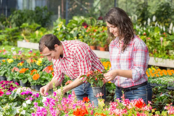 Junggärtner arbeiten in Gärtnerei — Stockfoto