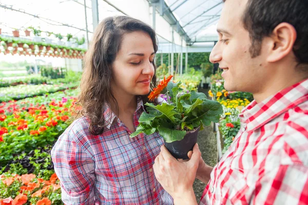 Junggärtner arbeiten in Gärtnerei — Stockfoto