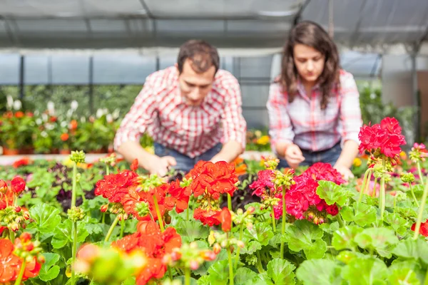 Young Gardeners Working at Nursery — Stock Photo, Image