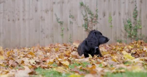Cinematica colpo autentico di cane nero giocoso seduto su foglie colorate — Video Stock