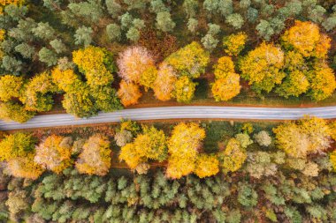 Sonbaharda ağaçların arasından geçen kırsal yol - yukarıdan aşağıya, ağaçların arasından çok renkli yapraklarla geçen bir yol - seyahat ve doğa kavramları