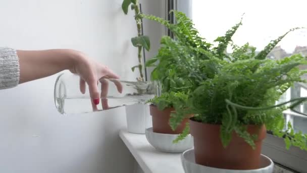 Frau macht Hausgarten, gießt Pflanzen und kümmert sich um sie — Stockvideo
