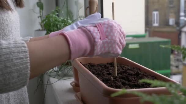 Vrouw doet thuis tuinieren, planten water geven en voor ze zorgen — Stockvideo