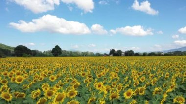 İtalya 'da güneşli bir günde kırsaldaki bir ayçiçeği tarlasının havadan görünüşü