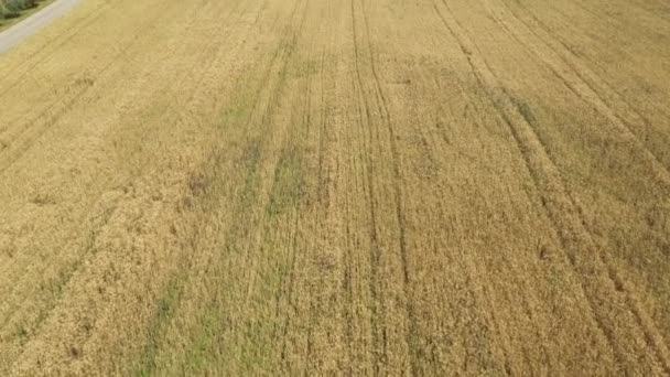 Flygfoto över ett vetefält på landsbygden en solig dag i Italien — Stockvideo
