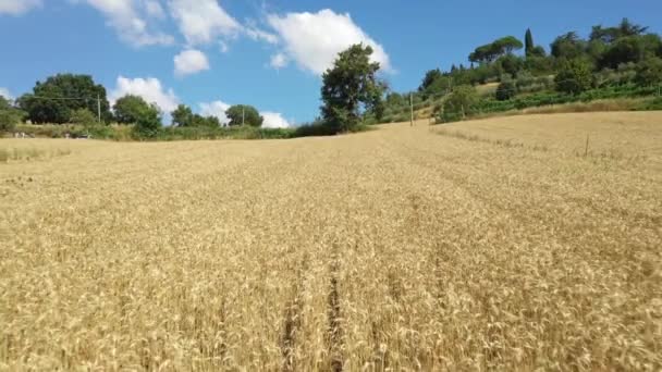 意大利阳光灿烂的农村麦田的空中景观 — 图库视频影像