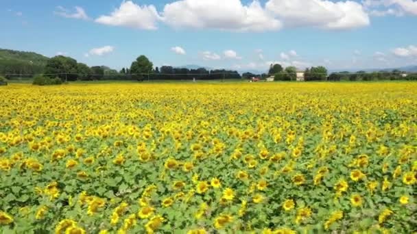 Luftaufnahme eines Sonnenblumenfeldes auf dem Land an einem sonnigen Tag in Italien — Stockvideo